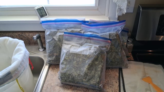 Here We Go Again 😎, This Should Be Good. 🤞👁️👁🤞 — grow_setup, day 17