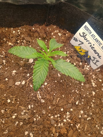 lil Slurry, first grow — seedling_rooting, day 10