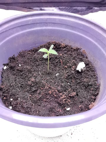 First grow in first set up — seedling_rooting, day 19