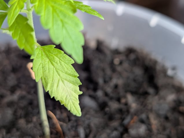 My First Grow 🪴 April '26 — vegetative, day 26