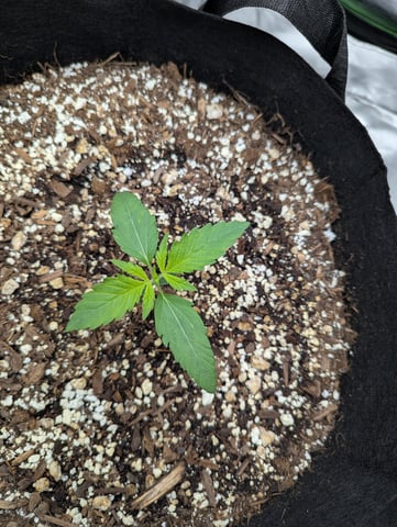 First Grow — seedling_rooting, day 14