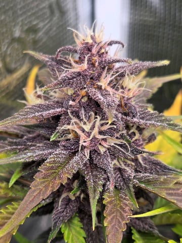 second grow — flower, day 53