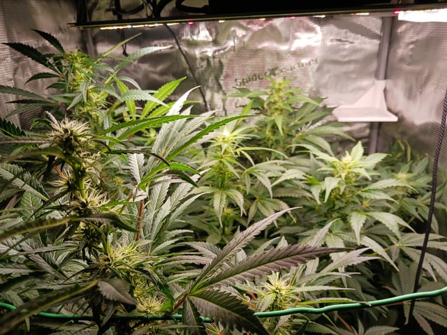 9lbhammer feminized  — flower, day 63