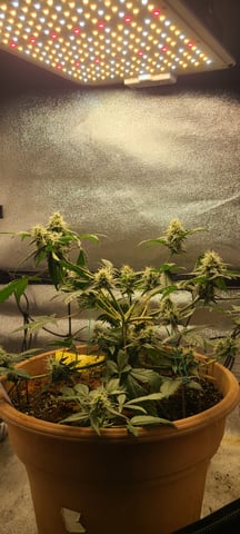 Alaskan bananaberry auto — flower, day 47