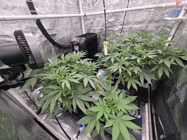 Grow 5.o — vegetative, day 38