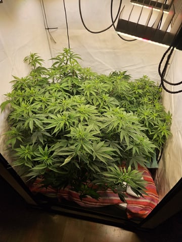 PITA — flower, day 70