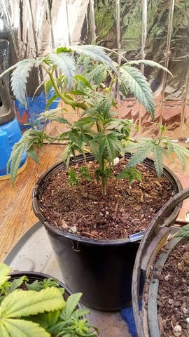 Jack hearer/Jack the ripper? — vegetative, day 72