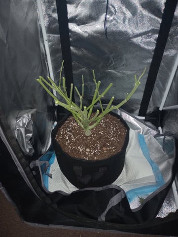 White Widow XXL Auto — harvest, day 93