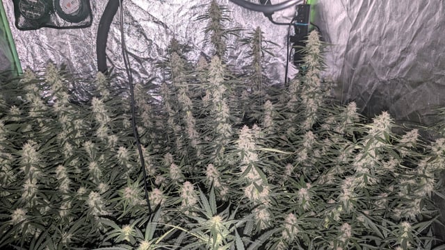 Strawberry Cheesecake Seedsman Seeds Autoflowers x2 — flower, day 72