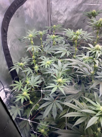 E Grow  — flower, day 14