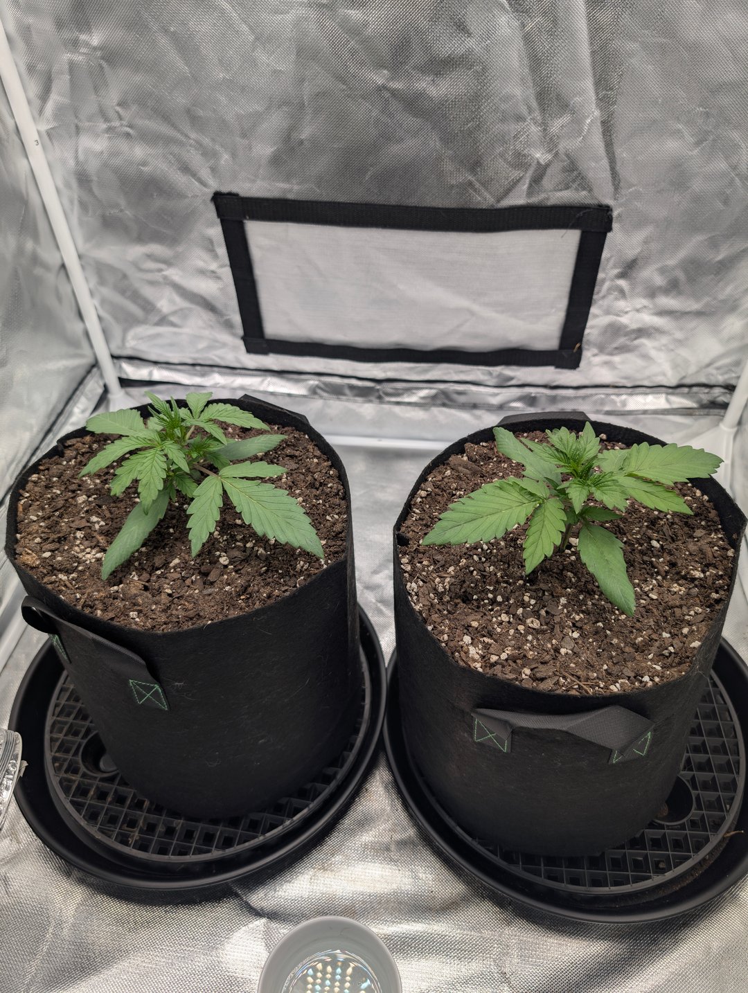 Steve's grow 2
