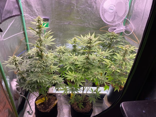 The White X Run Away Bride #3 — flower, day 71