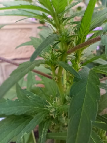 White Widow/Gorilla Glue — vegetative, day 46