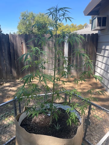  Apollo outdoor — vegetative, day 30