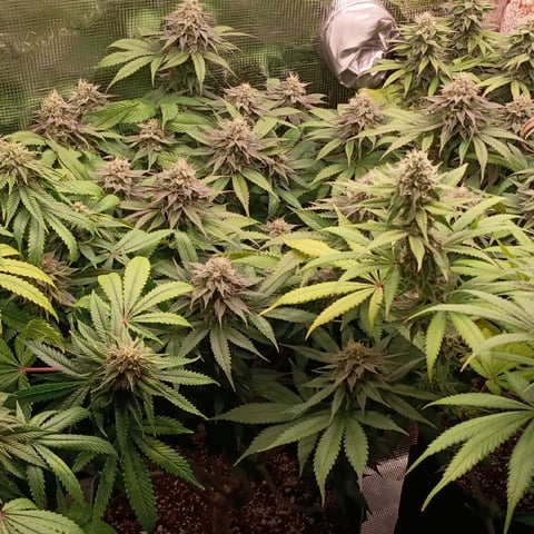 TentPlantLightFan — flower, day 114