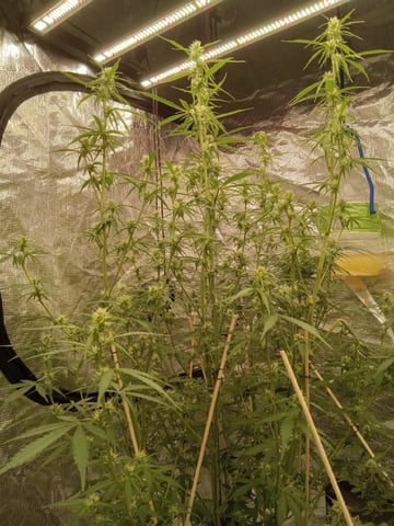   and one L.a kush cake . — flower, day 103