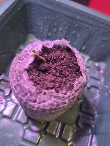 Mrs Sticky BEAST — seedling_rooting, day 5