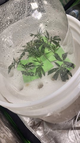 dwc — germination, day 1