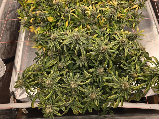 Platnium Jelly — flower, day 111