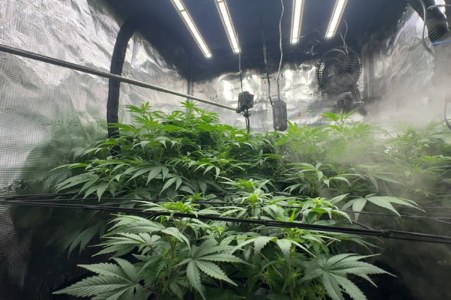 Auto Flower — flower, day 54