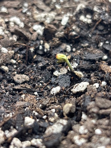 blueberry  — seedling_rooting, day 1