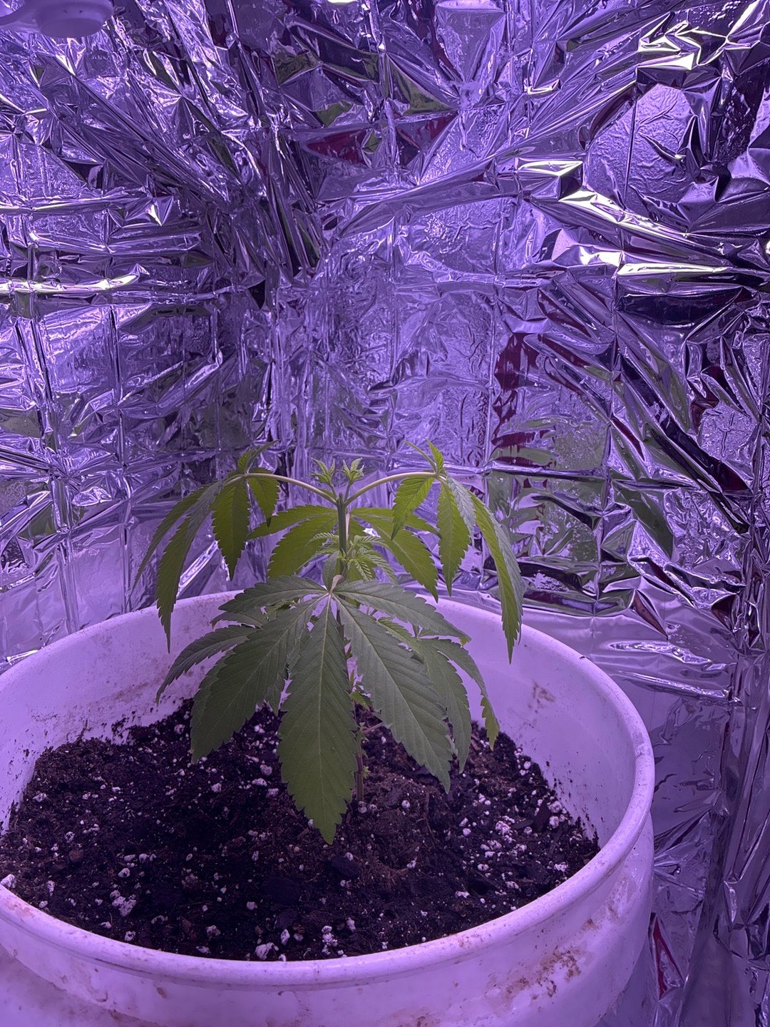 My First Grow