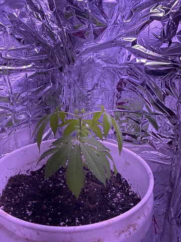 My First Grow — vegetative, day 1