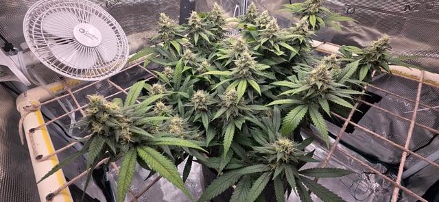 First try — flower, day 122