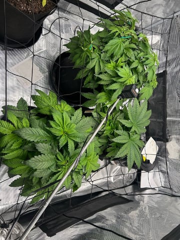 2025-26 harvest INDOOR — flower, day 78