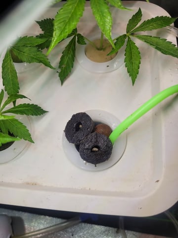 Clones And Hermie Seeds — grow_setup, day 2