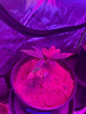 Oklagrow — grow_setup, day 1