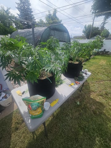Sour Headies/OGBX1 — vegetative, day 13