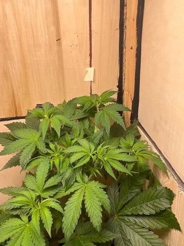 Milky Way F1 (2nd Try) 