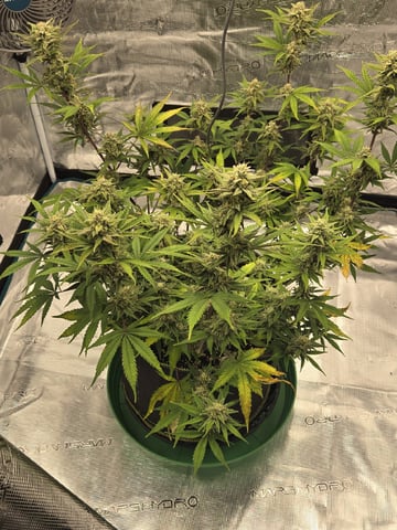 GDP auto 3X5 tent — flower, day 110