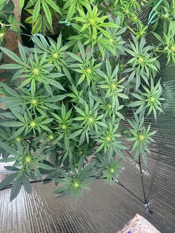 trying some bag seeds — flower, day 41