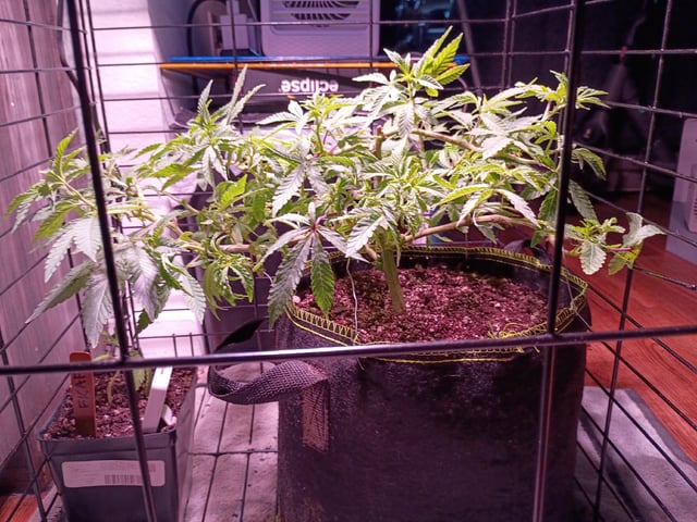 FKAFL — vegetative, day 51