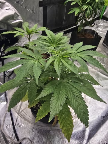 Oceanz 16 — vegetative, day 27