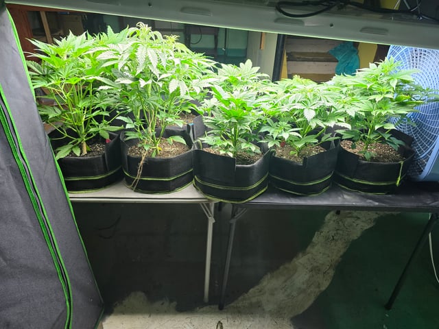 2nd Autoflower Indoor Grow — vegetative, day 34