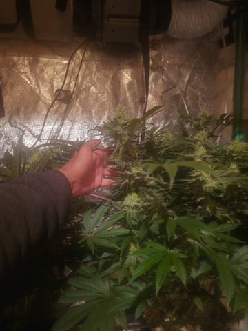 first grow — flower, day 99