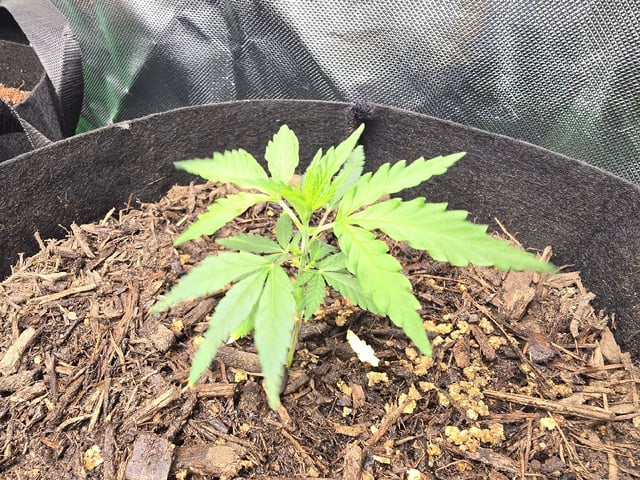 new start — vegetative, day 37