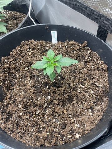 Kango Grow  — grow_setup, day 2