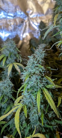 first grow — flower, day 77