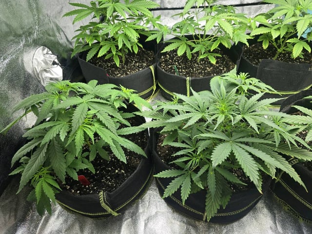3rd Auto Grow — vegetative, day 47
