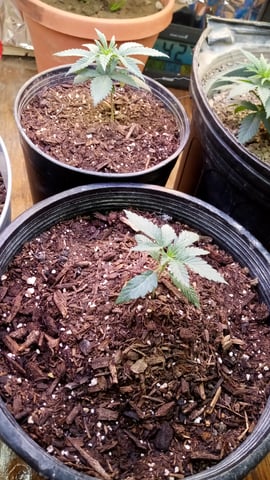 Jack hearer/Jack the ripper? — vegetative, day 33