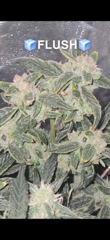 high octane x holy grail  — auto, day 40