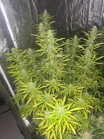 2nd Autoflower Indoor Grow — flower, day 78