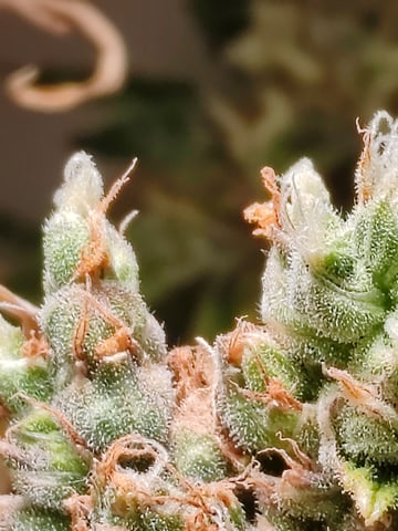 drawer grow forbidden fruit — flower, day 105
