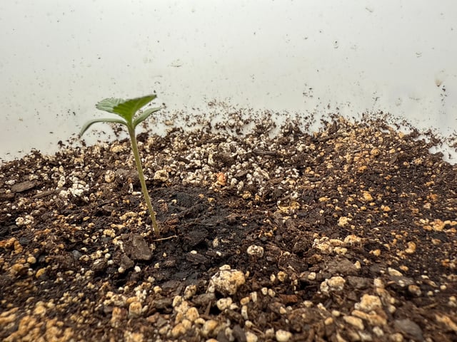 •Freedom Grow• — seedling_rooting, day 12