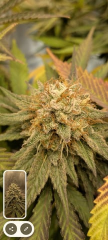 Perpetual Garden — flower, day 30