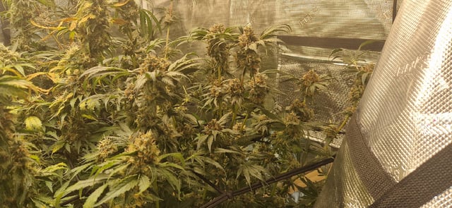 Indigo Saphirex2 And Slush Mint Cake X2 — flower, day 113